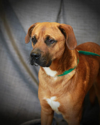 Clayton, an adoptable Boxer in Godfrey, IL, 62035 | Photo Image 2