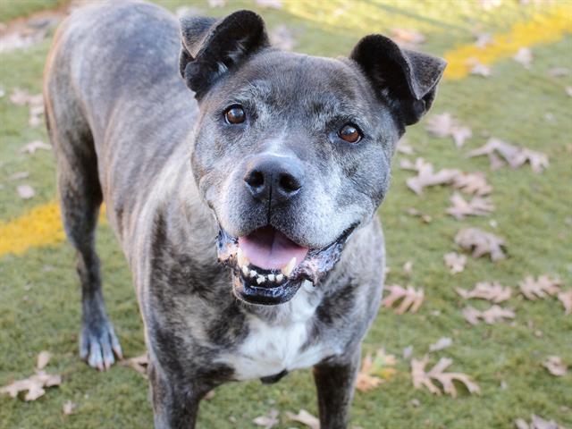 COFFEE, an adoptable American Staffordshire Terrier, Plott Hound in Tallahassee, FL, 32311 | Photo Image 1