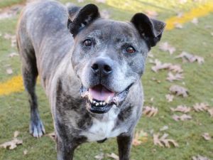 COFFEE American Staffordshire Terrier Dog