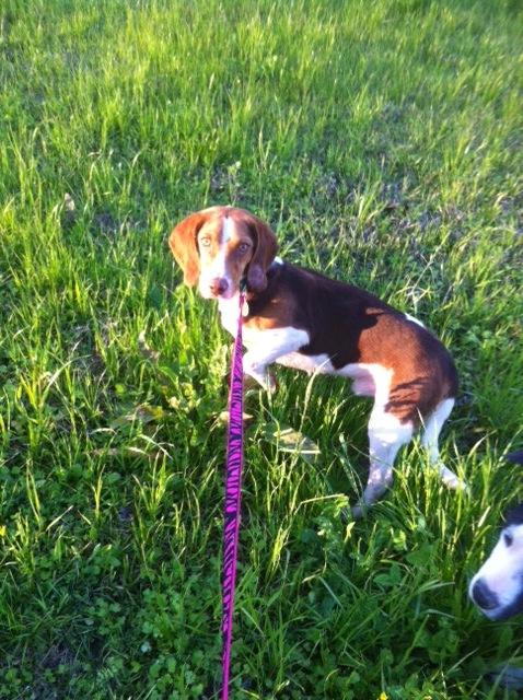 Jeb, an adoptable Beagle in Walker, LA_image-1