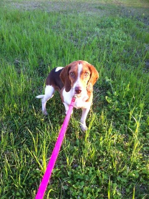 Jeb, an adoptable Beagle in Walker, LA_image-2