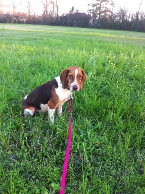 Jeb, an adoptable Beagle in Walker, LA_image-3