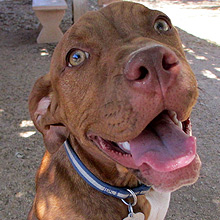 Amber, an adoptable Labrador Retriever & Boxer Mix in Phoenix, AZ_image-2