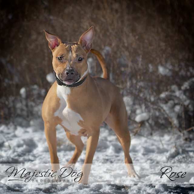 Rose ~ foster home   6/10 2