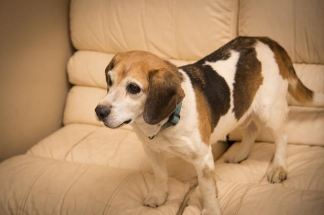 Nevada, an adopted Beagle Mix in Chardon, OH_image-1