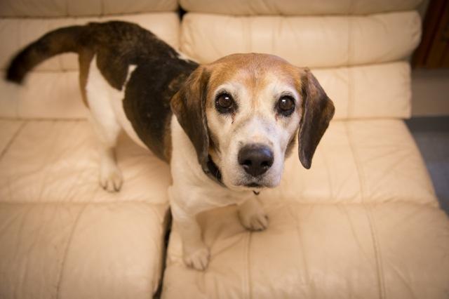 Nevada, an adopted Beagle Mix in Chardon, OH_image-3