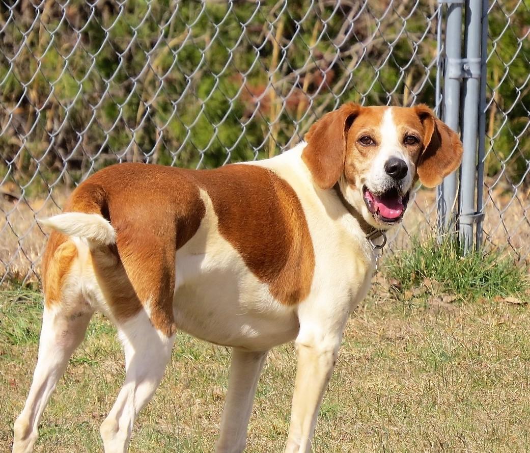 Winston, an adoptable Hound in Palmyra, VA, 22963 | Photo Image 1