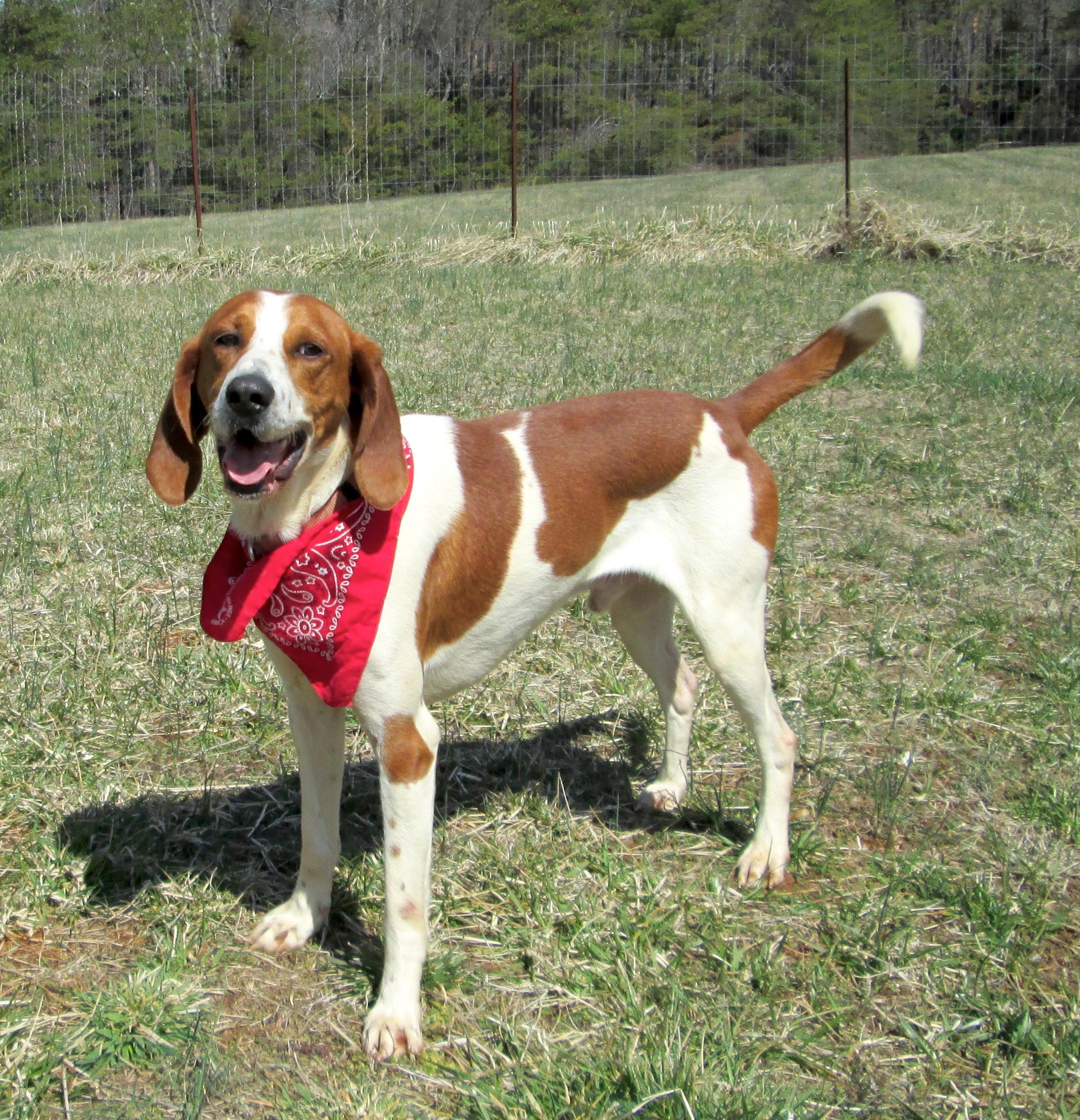 Winston, an adoptable Hound in Palmyra, VA, 22963 | Photo Image 2