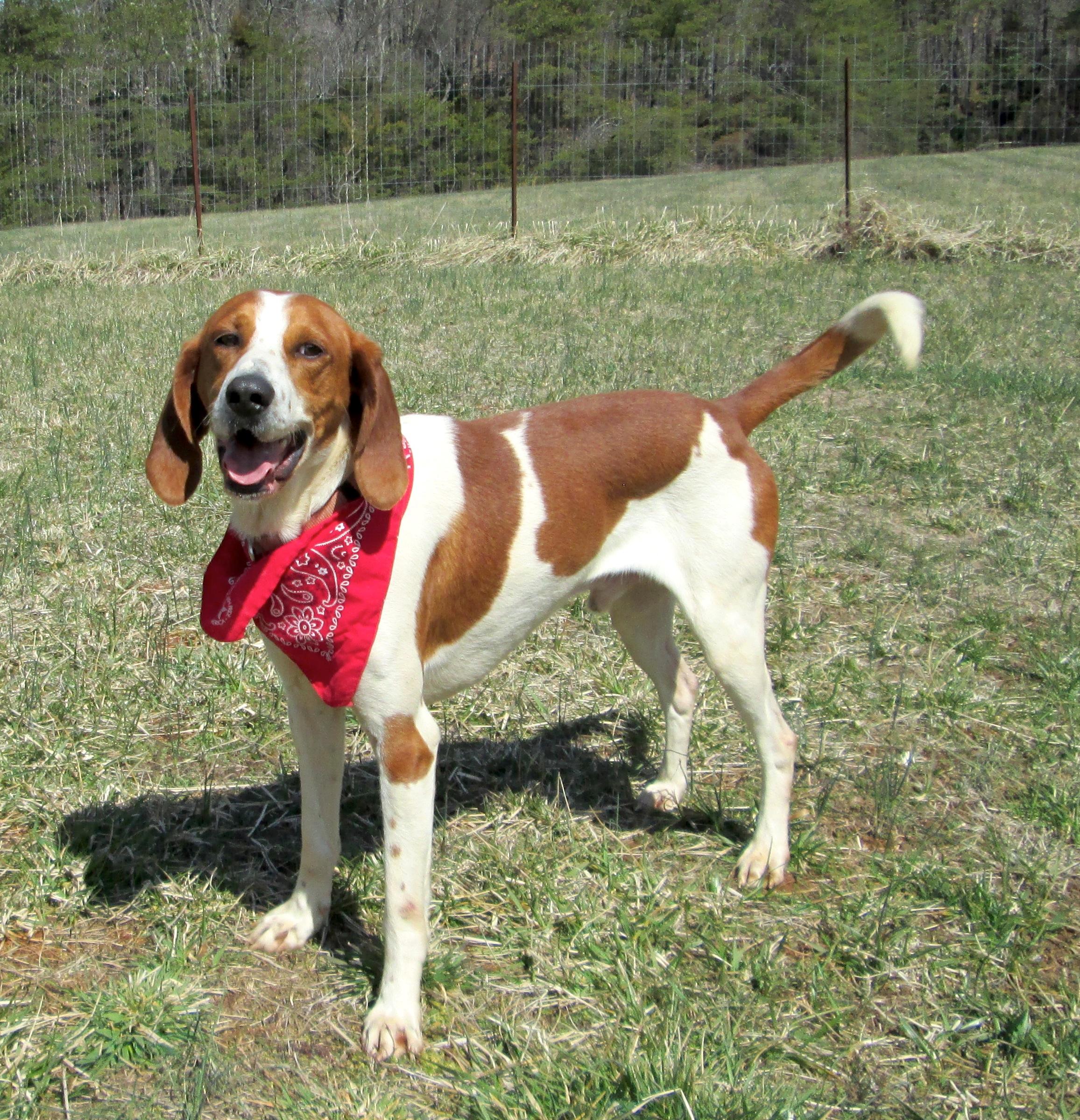 Winston, an adoptable Hound in Palmyra, VA, 22963 | Photo Image 1