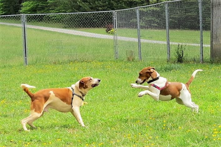 Winston, an adoptable Hound in Palmyra, VA, 22963 | Photo Image 3