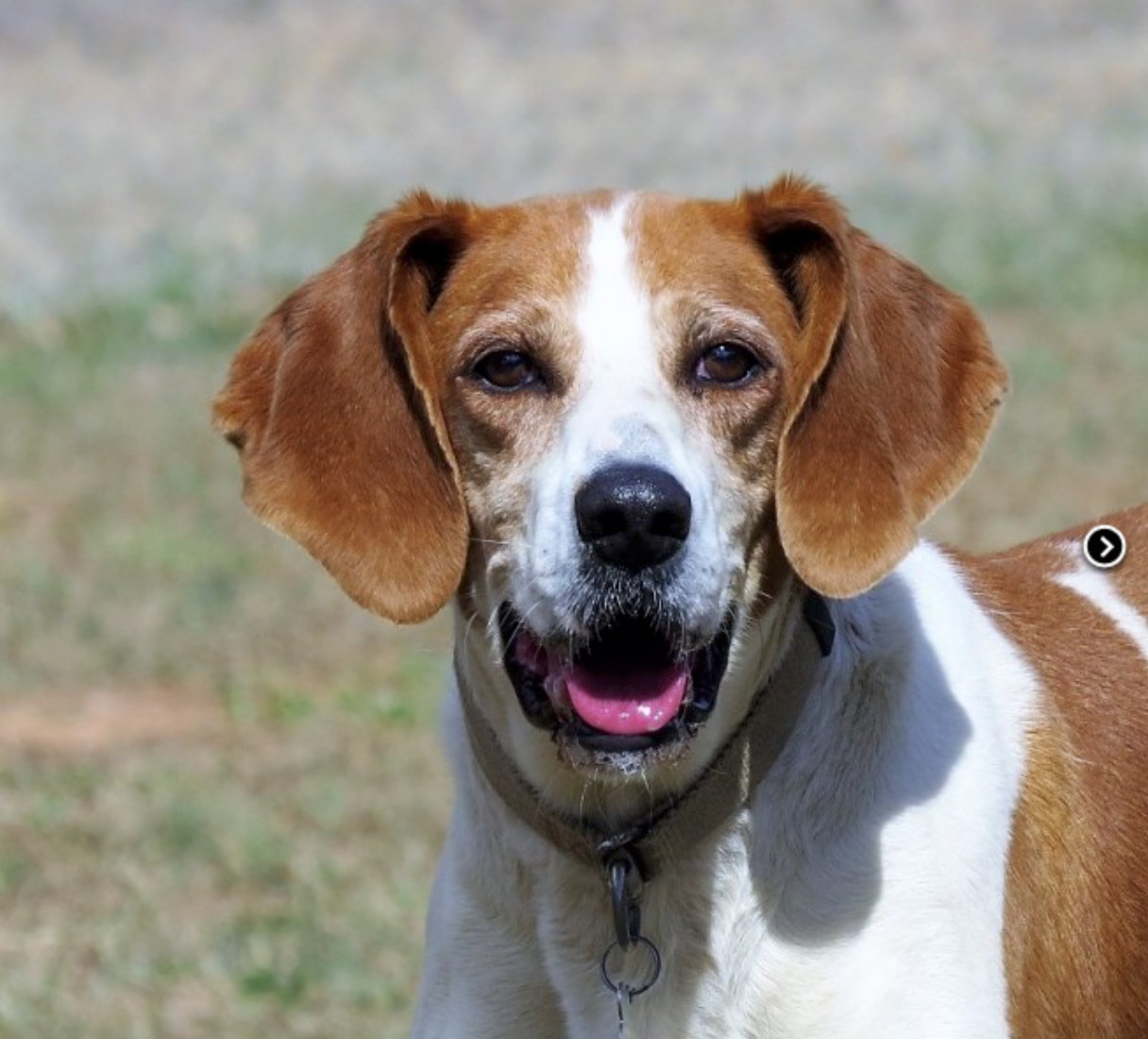 Winston, an adoptable Hound in Palmyra, VA, 22963 | Photo Image 4