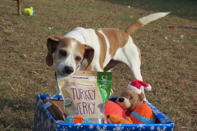 Winston, an adoptable Hound in Palmyra, VA, 22963 | Photo Image 5