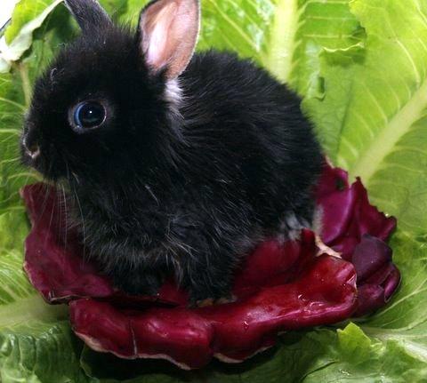 black dwarf rabbit