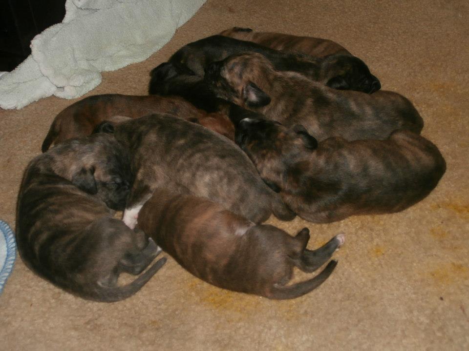 Puppies In Foster detail page