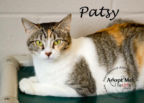 Patsy 11625 Adoption Fee Waived detail page