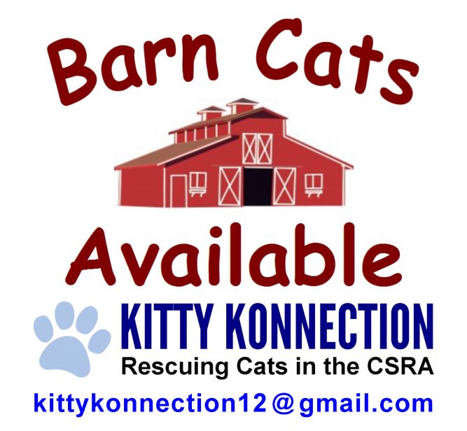 Barn Cats Available
