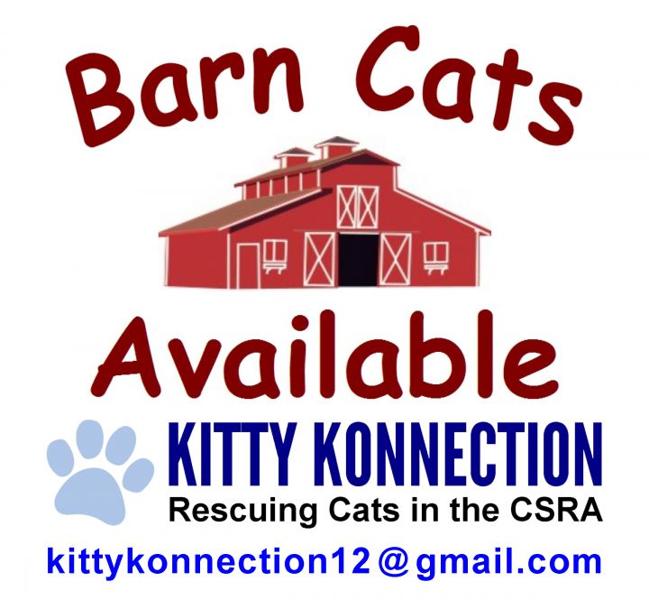 Barn Cats Available 1