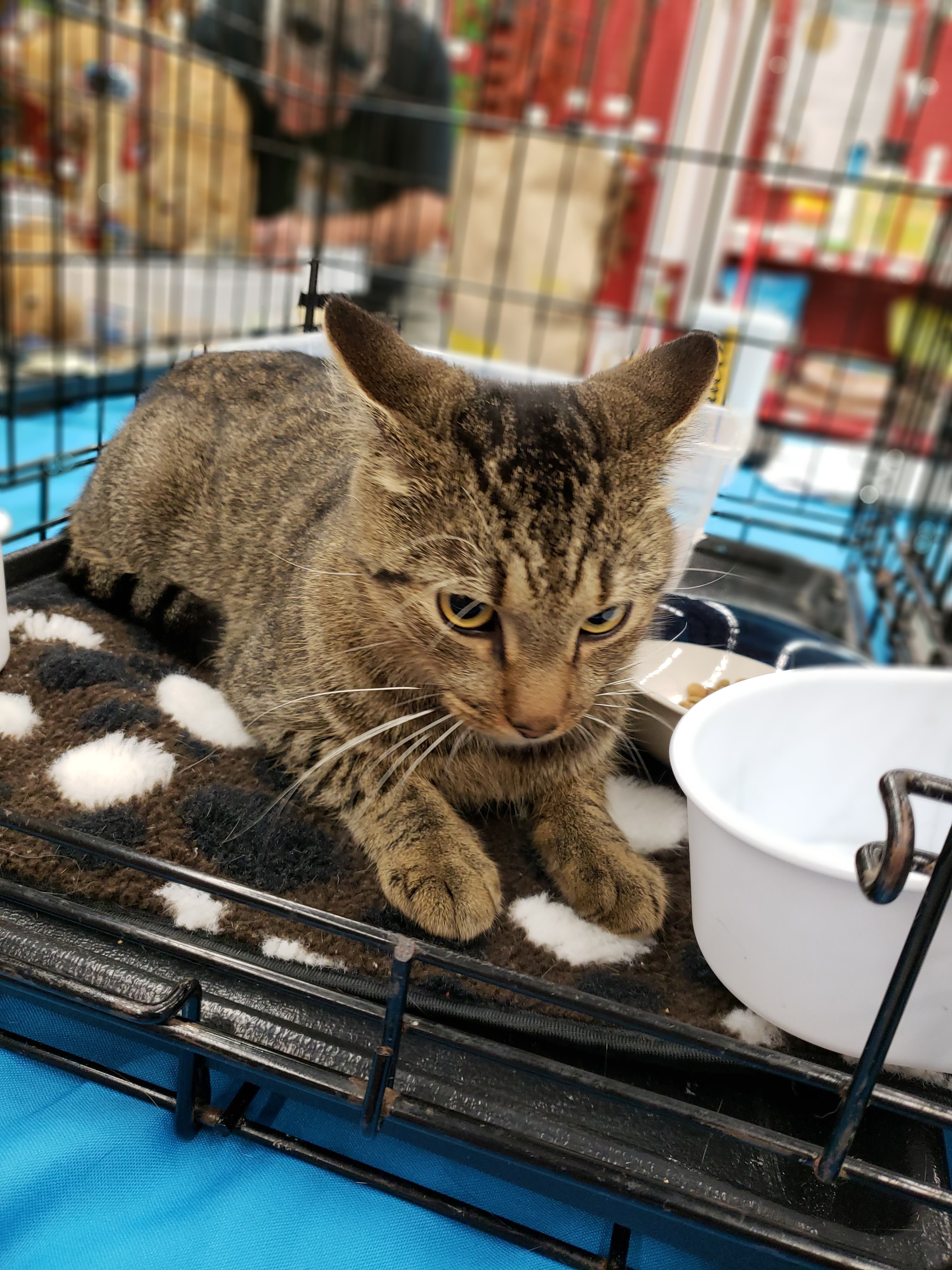 Barn Cats Available, an adoptable Domestic Short Hair in Evans, GA, 30809 | Photo Image 2