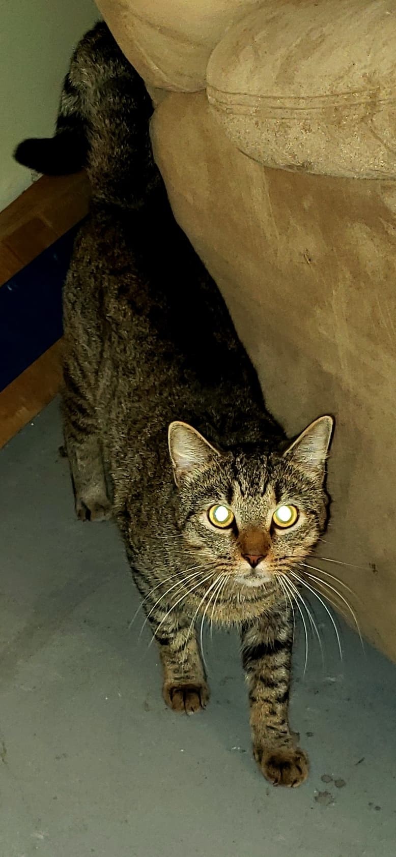 Barn Cats Available, an adoptable Domestic Short Hair in Evans, GA, 30809 | Photo Image 3