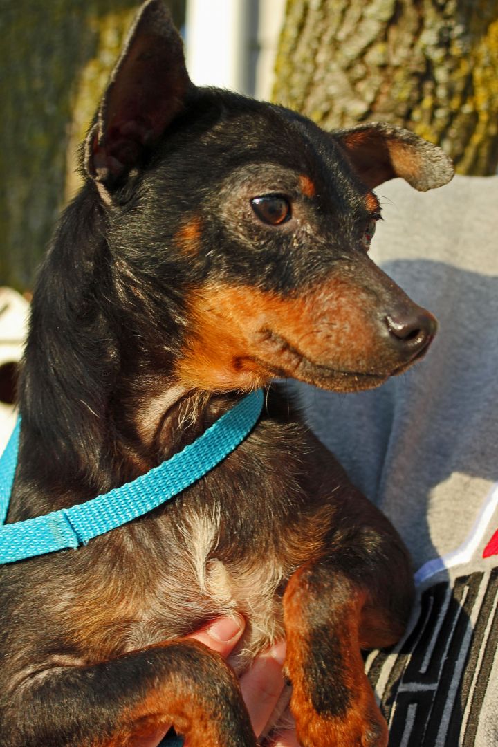 Chase, an adopted Miniature Pinscher in Dublin, OH_image-3