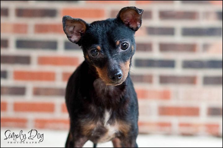 Chase, an adopted Miniature Pinscher in Dublin, OH_image-1