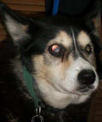 Gypsy - Blind Dog - Adopted!!!