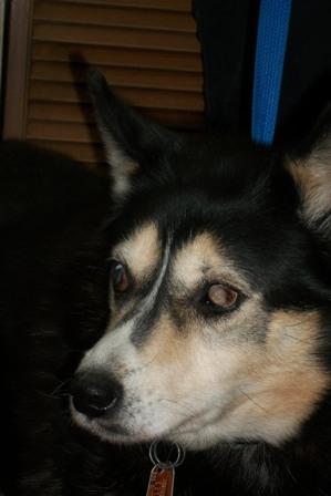 Gypsy - Blind Dog - Adopted!!! 3