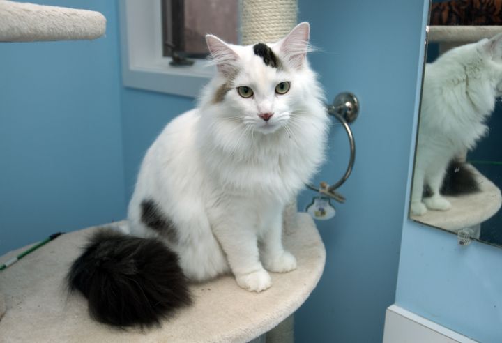 George, an adopted Domestic Long Hair & Norwegian Forest Cat Mix in Newtown, CT_image-3