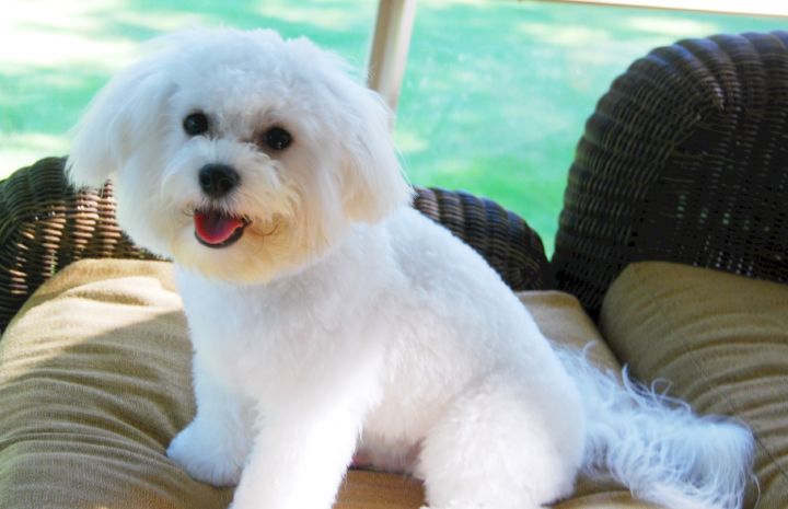 Lucky...FOREVER FOSTER!, an adopted Bichon Frise & Poodle Mix in Commerce, MI_image-1