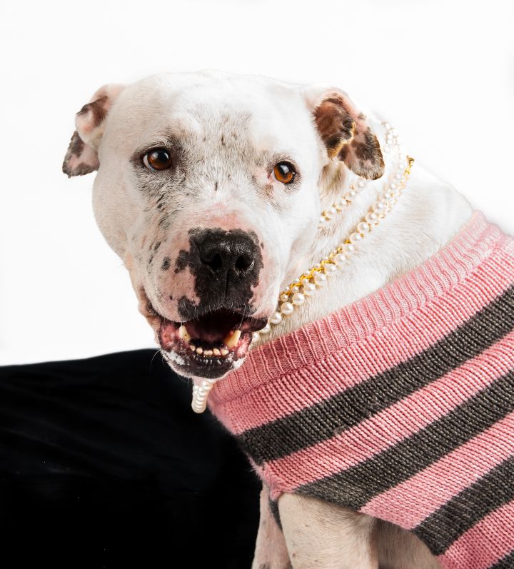 Adele, an adopted Pit Bull Terrier Mix in Charlotte, NC_image-2