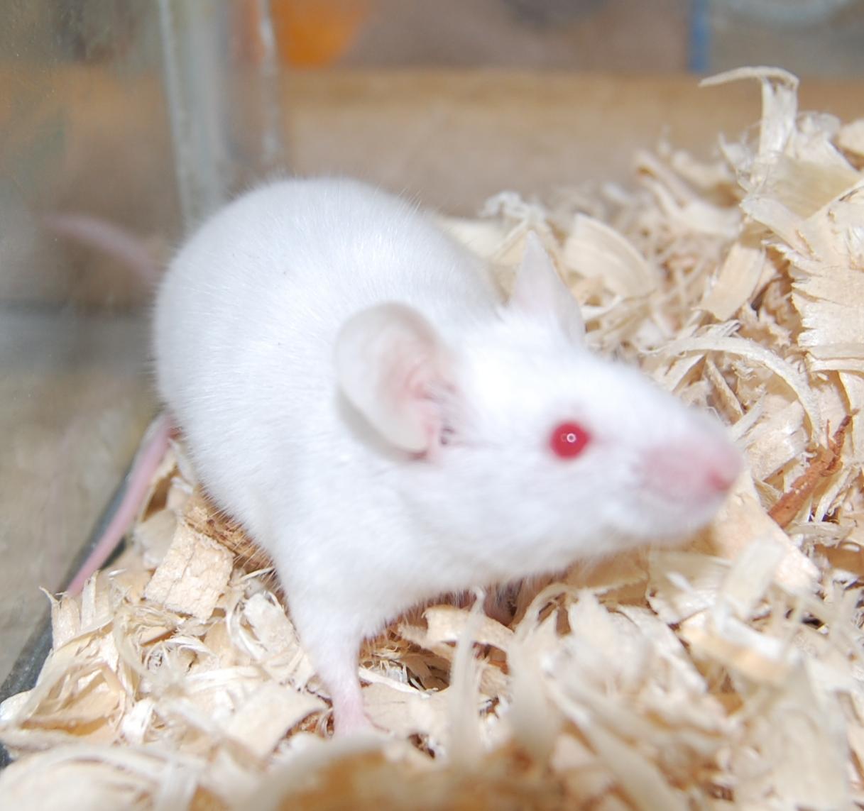 Small hot sale white mouse