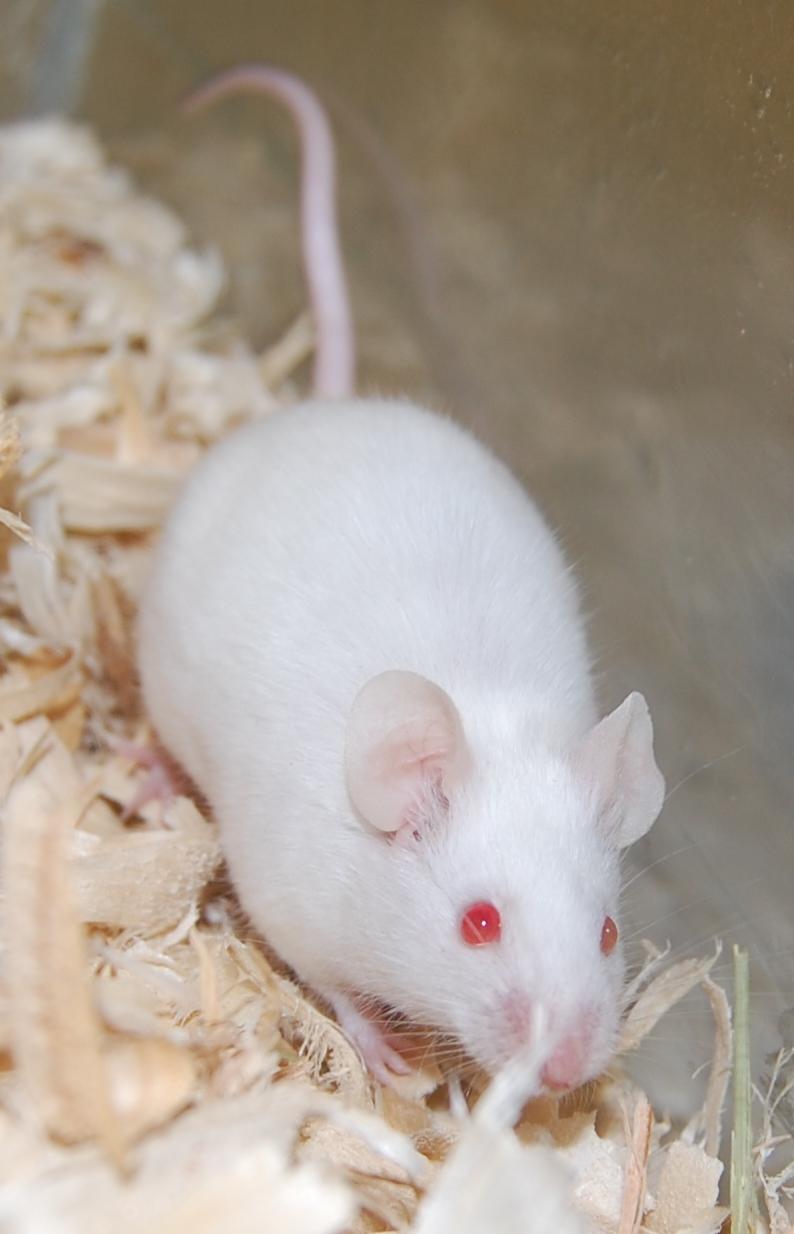 Mouse for adoption - White Mouse, a 