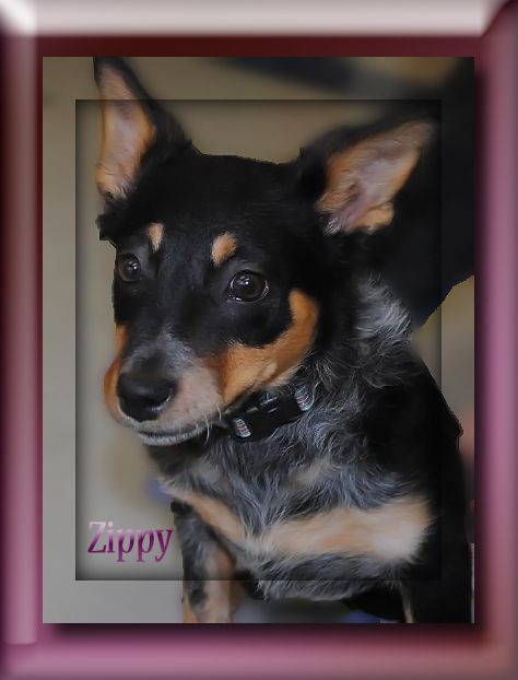 Zippy,training classes for herding dogs required to adopt 1