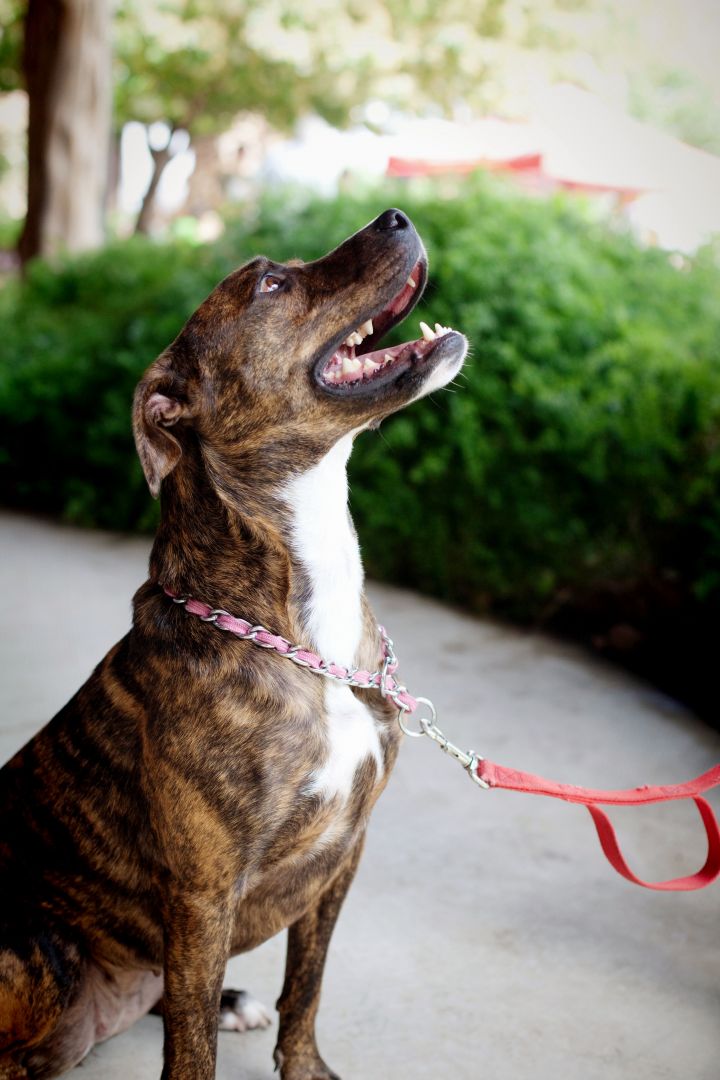 Ana, an adopted Boxer & Plott Hound Mix in Houston, TX_image-3
