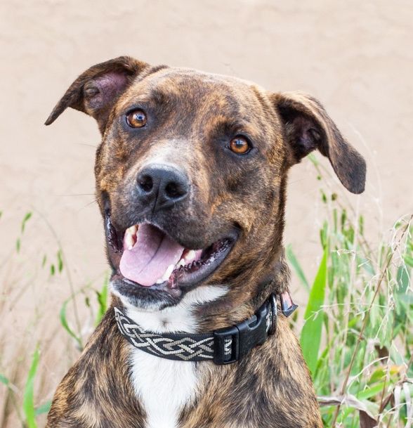 Ana, an adopted Boxer & Plott Hound Mix in Houston, TX_image-4
