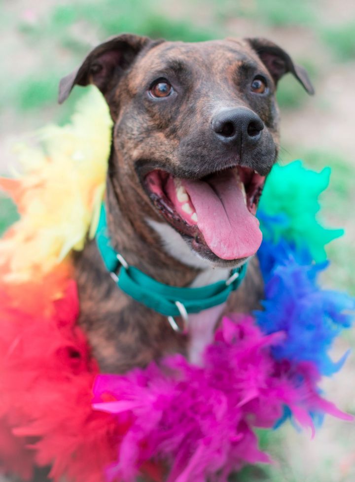 Ana, an adopted Boxer & Plott Hound Mix in Houston, TX_image-1