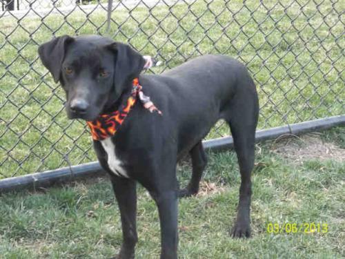 Black lab store and pointer mix