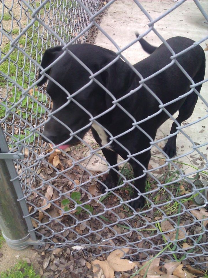 BINGO, an adoptable Black Labrador Retriever & Pointer Mix in Los Angeles, CA_image-2