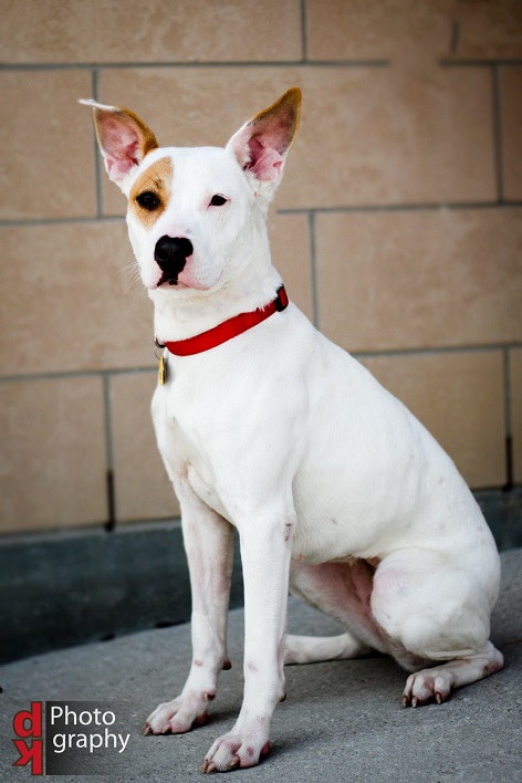 Snowflake, an adopted Fox Terrier & Italian Greyhound Mix in Houston, TX_image-1
