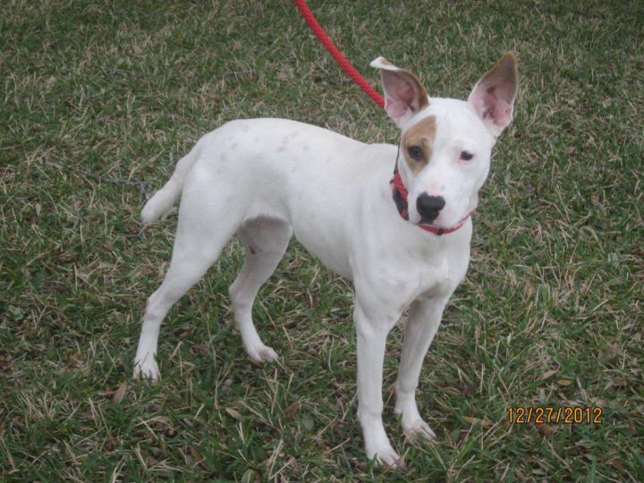 Snowflake, an adopted Fox Terrier & Italian Greyhound Mix in Houston, TX_image-3