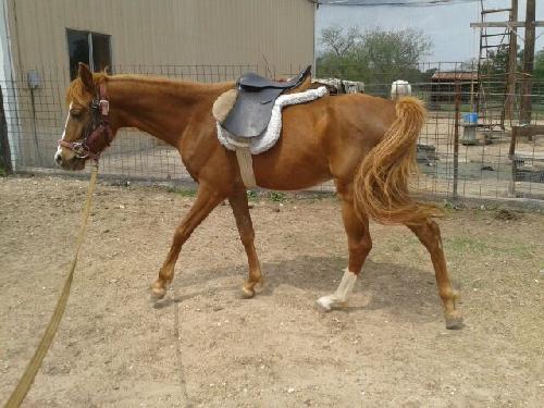 Emir, an adoptable Saddlebred & Arabian Mix in Brenham, TX_image-2