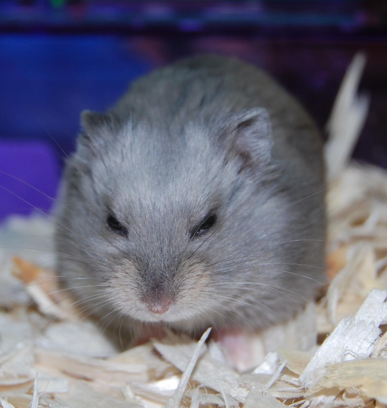 Hamster for adoption - Dwarf Hamsters 