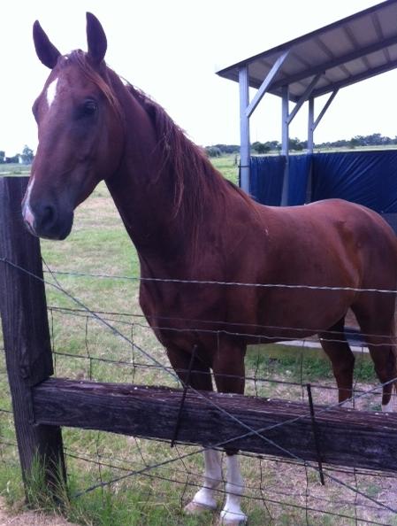 Keebler, an adoptable Saddlebred & Arabian Mix in Brenham, TX_image-1