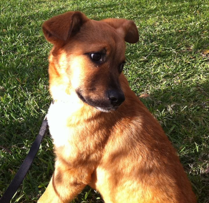 Lola Puppy, an adopted German Shepherd Dog & Golden Retriever Mix in Houston, TX_image-3