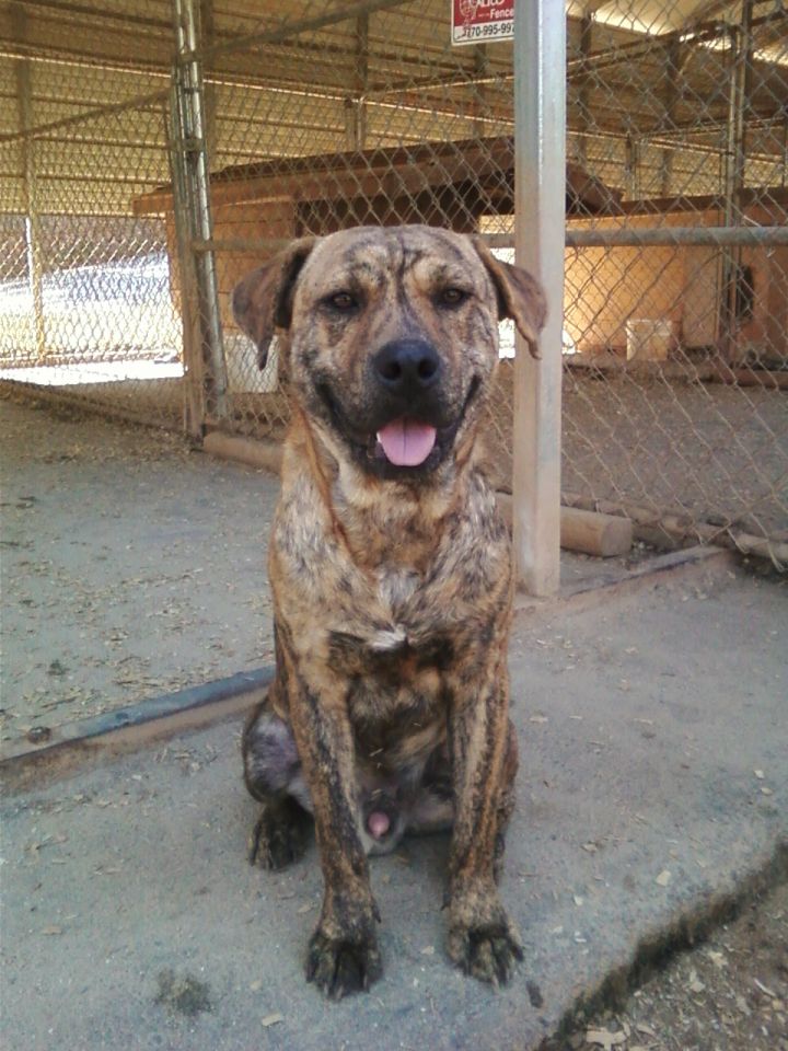 Rocky, an adoptable Plott Hound & Mountain Cur Mix in Westminster, SC_image-1