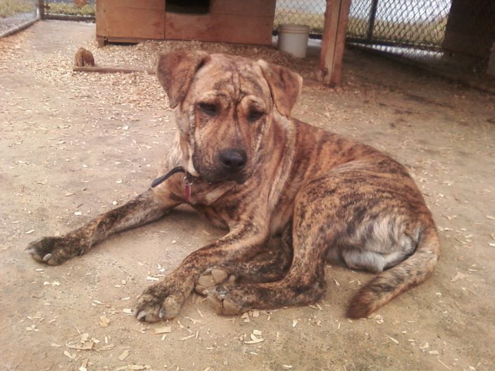 Rocky mountain cur store dog