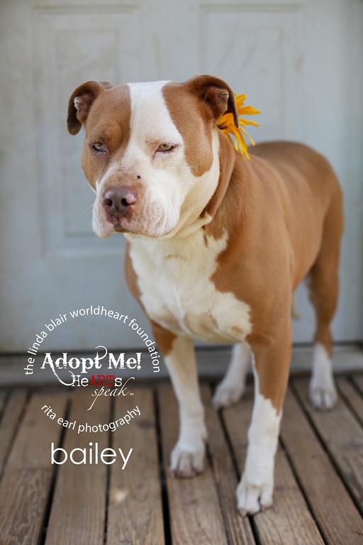 Bailey. The Sweetest Sr. Girl. , an adoptable American Staffordshire Terrier in Acton, CA, 93510 | Photo Image 2