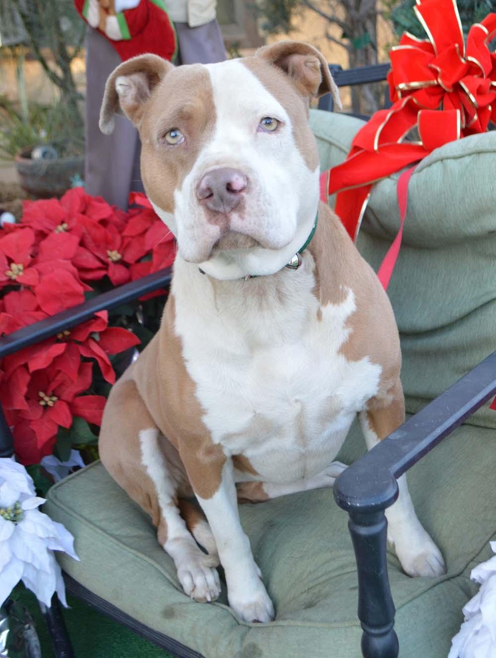Bailey. The Sweetest Sr. Girl. , an adoptable American Staffordshire Terrier in Acton, CA, 93510 | Photo Image 1