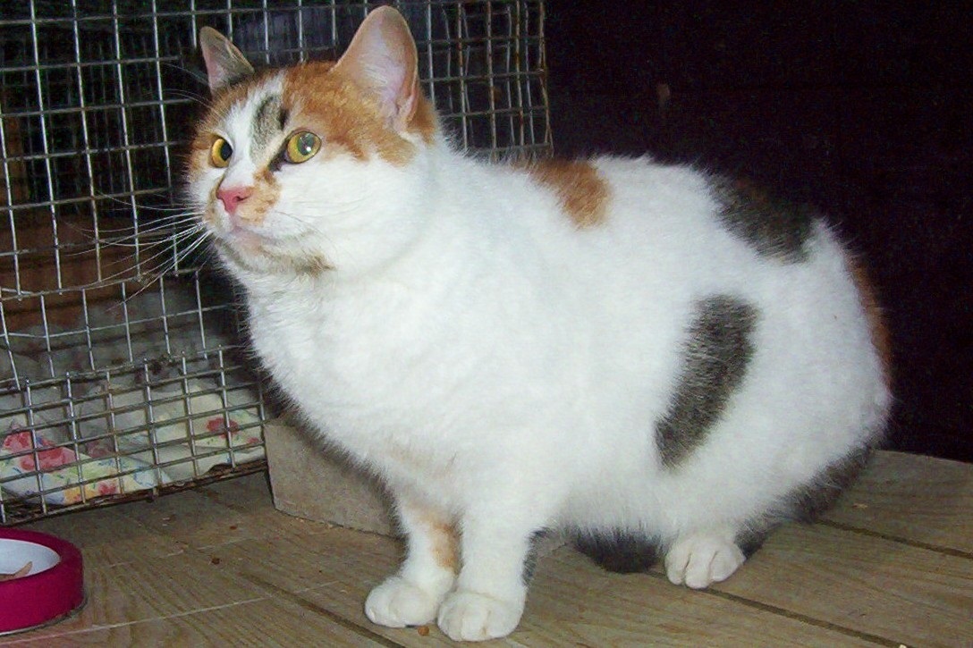 American 2024 shorthair calico