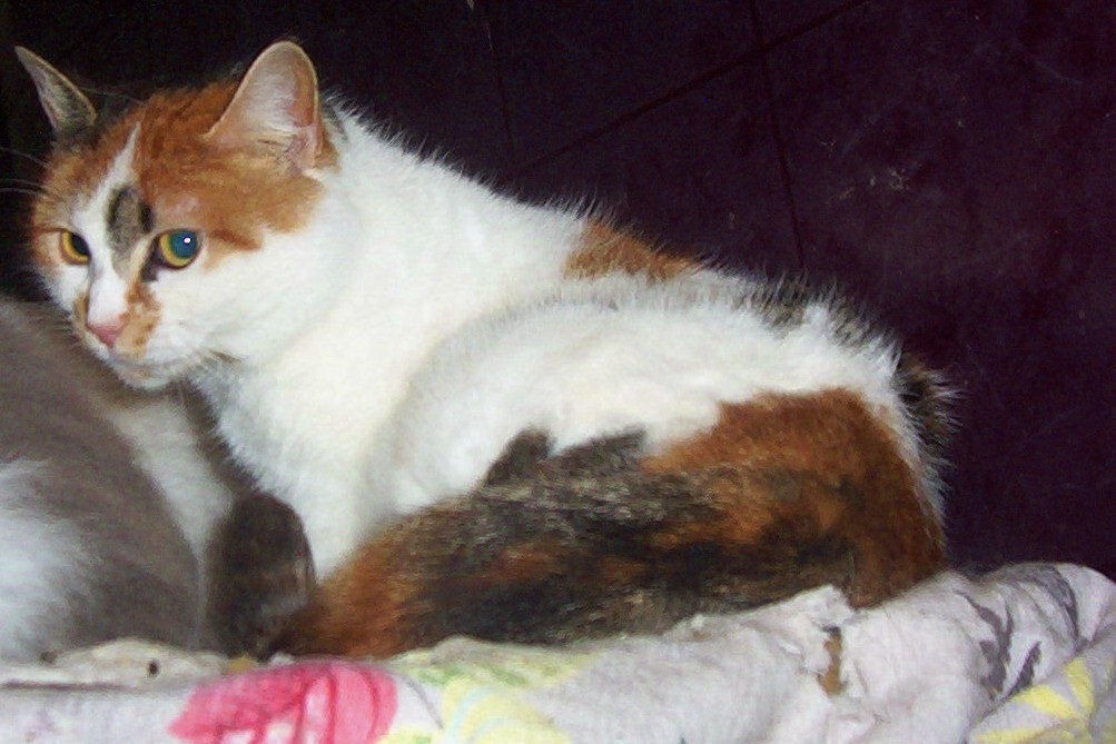 MIRIN, an adoptable American Shorthair, Calico in Nepean, ON, K2J 0P9 | Photo Image 2